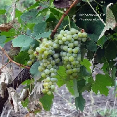 tsvetochnyy-5-231153