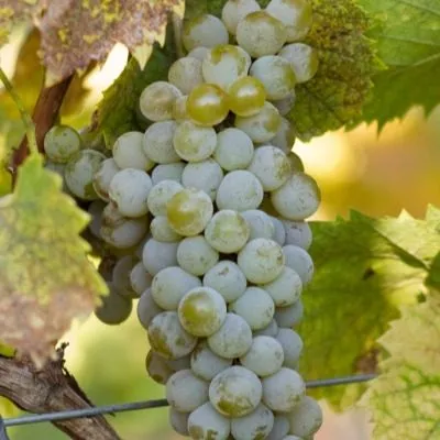 tsvetochnyy-6-231153