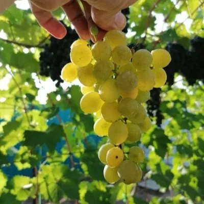 tsvetochnyy-7-231153