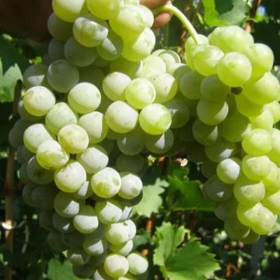 tsvetochnyy-8-231153