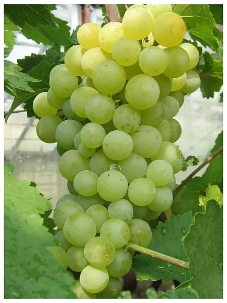 tsvetochnyy-main-231153