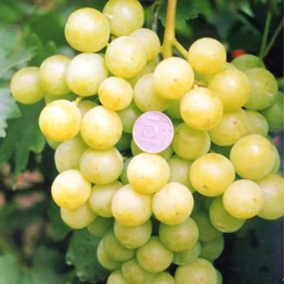 tuzlovskiy-velikan-2-232958