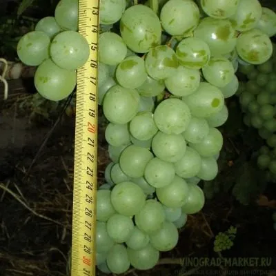 tuzlovskiy-velikan-3-232958