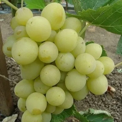 tuzlovskiy-velikan-4-232958