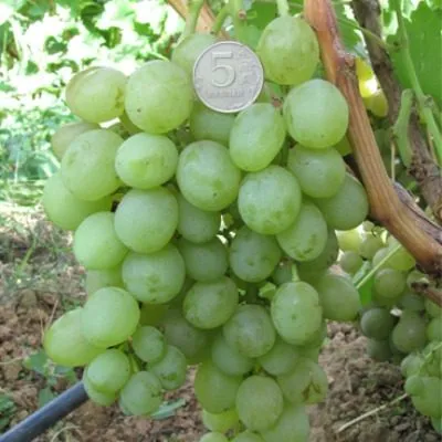 tuzlovskiy-velikan-5-232958