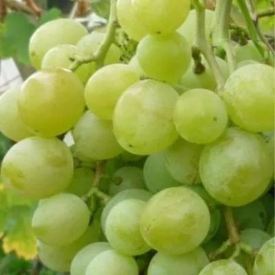 tuzlovskiy-velikan-6-232958