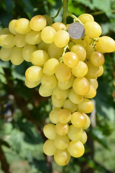 tuzlovskiy-velikan-main-232958