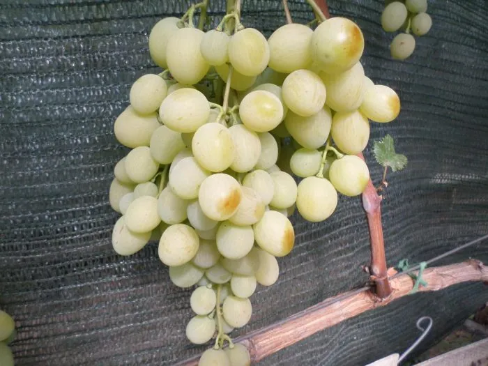 tyan-shan-main-234715