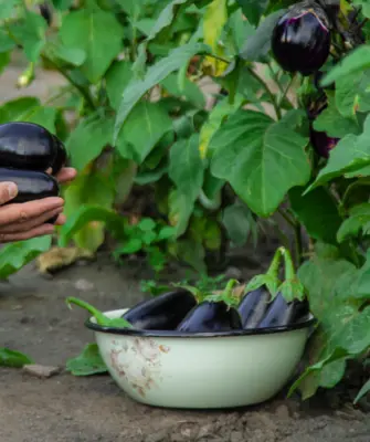 сбор баклажанов в корзину