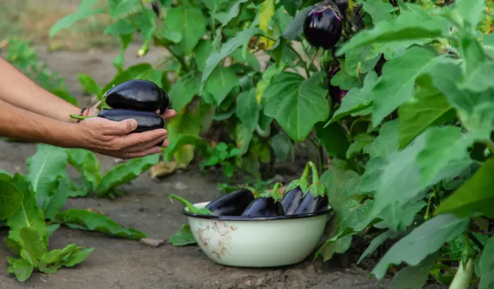 сбор баклажанов в корзину