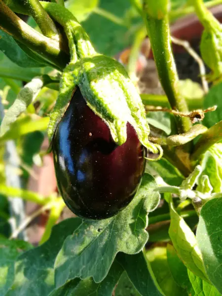 спелый баклажан на кусте