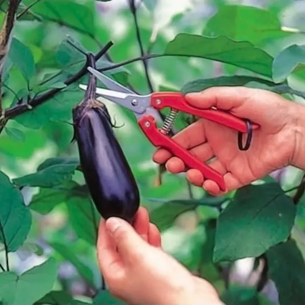 срезка баклажана секатором