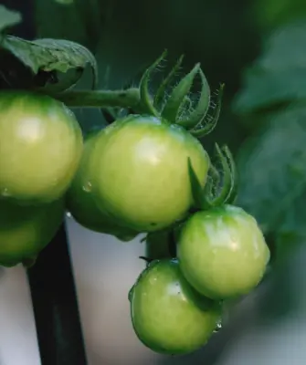 зелёные помидоры на кусте