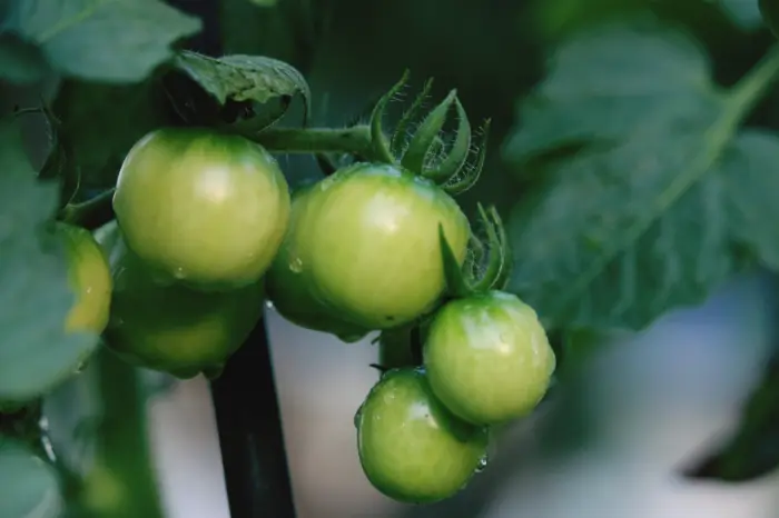 зелёные помидоры на кусте