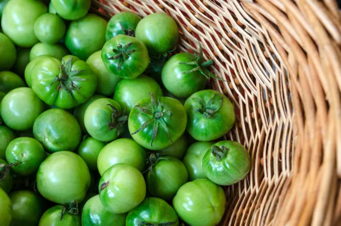 сбор зеленых томатов в корзину