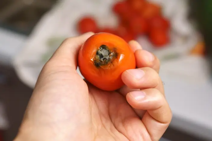 осмотр томатов на гниль