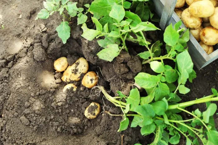 подкоп картофельного куста