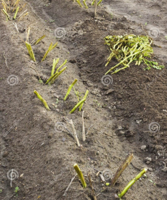 скошенная картофельная ботва