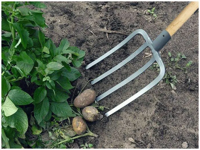 ручная копка картофеля вилами