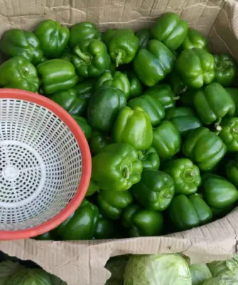 сбор зеленого перца в корзину