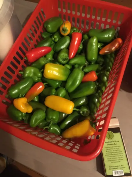 перцы дозревают в коробке