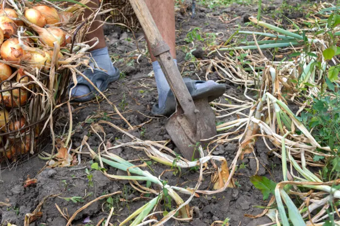 выкопка лука вилами