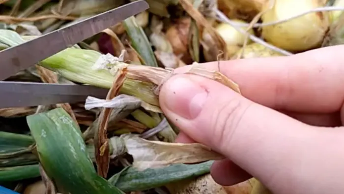 обрезка ботвы выкопанного лука секатором