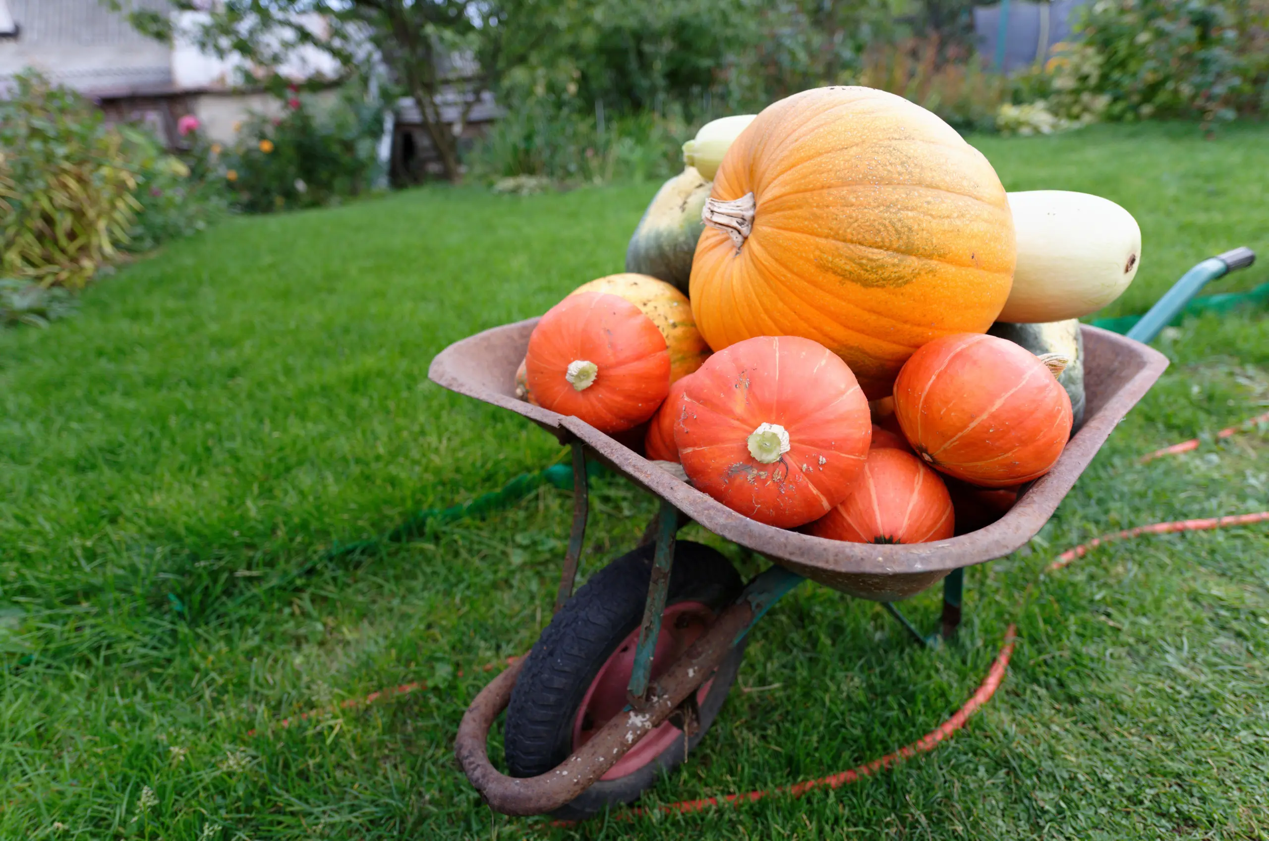 созревшая тыква на грядке