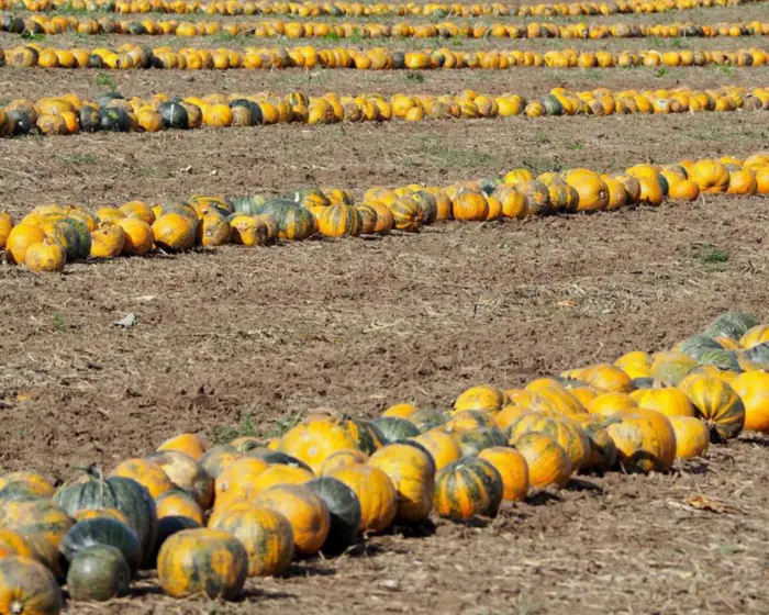 тыквы на поле для просушки