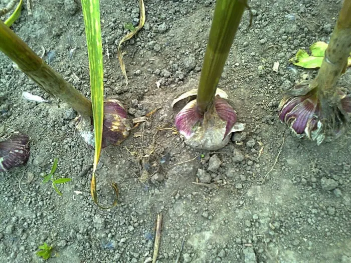 рука отгребает землю у чеснока