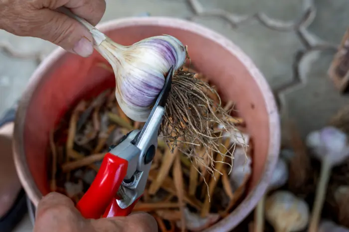 обрезка корней у выкопанного чеснока ножницами