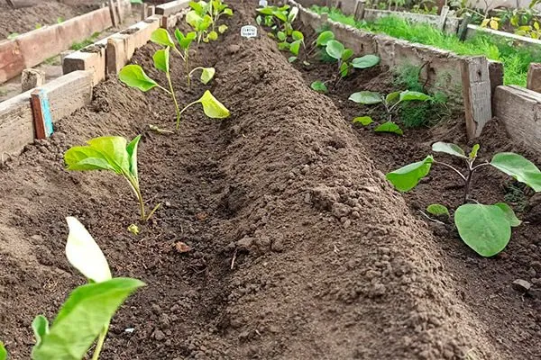 уход после высадки111