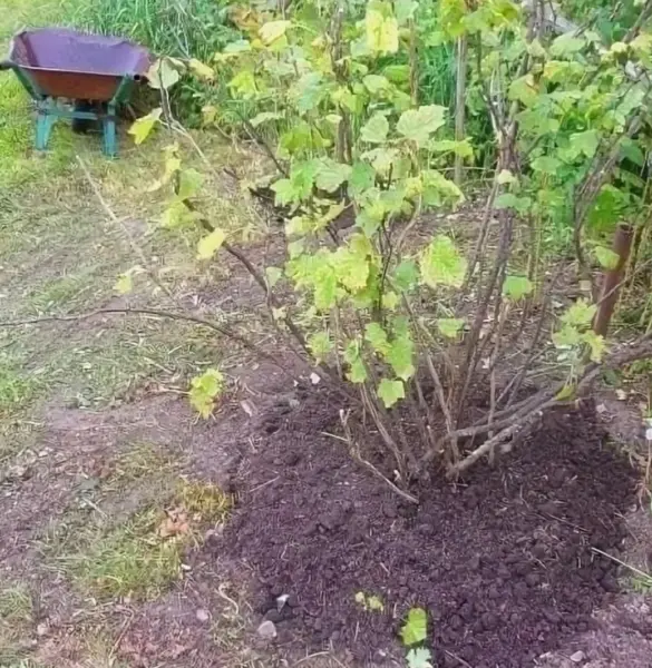 куст чёрной смородины осенью