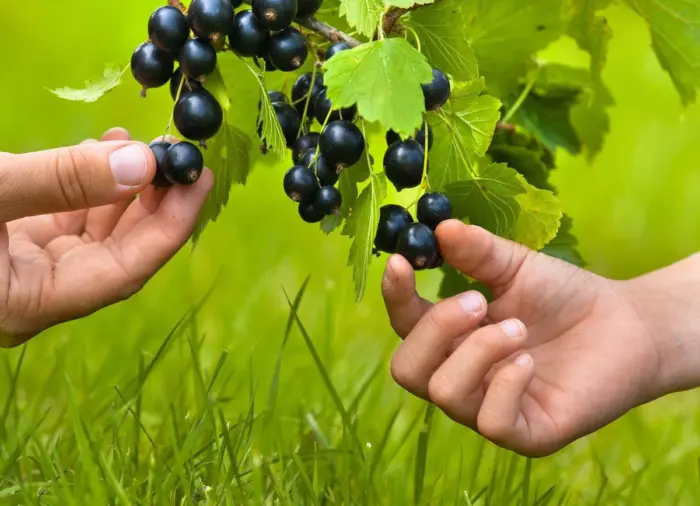 сбор ягод чёрной смородины