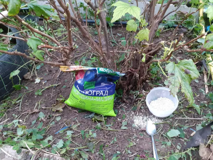 гранулы удобрения у корней куста смородины