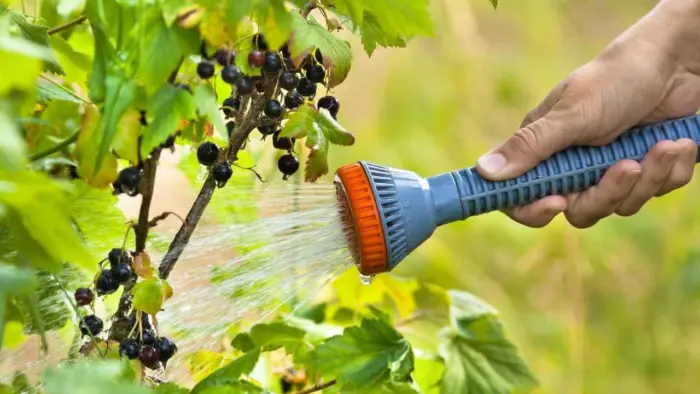 полив смородины из шланга
