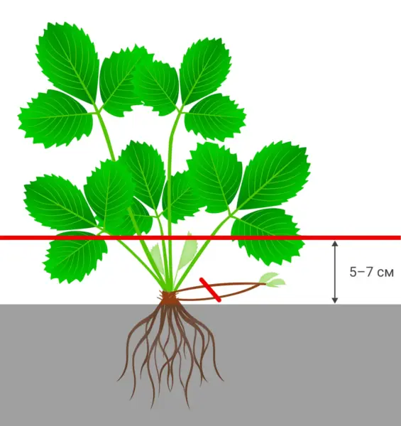 обрезка листьев клубники секатором