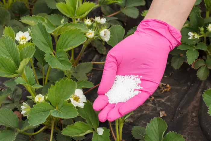 рассыпание удобрения на грядке клубники
