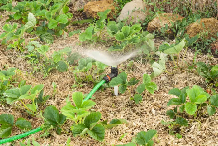 полив клубники из шланга
