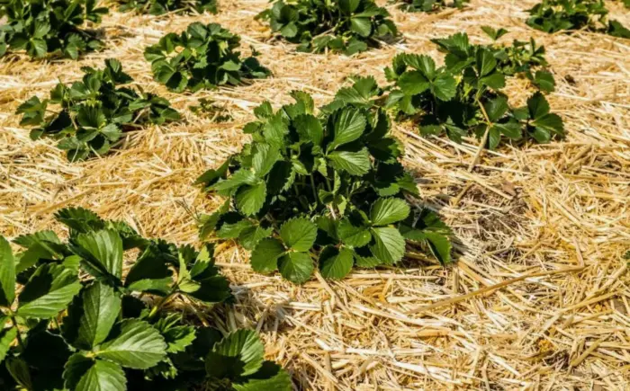 мульча из соломы на грядке клубники