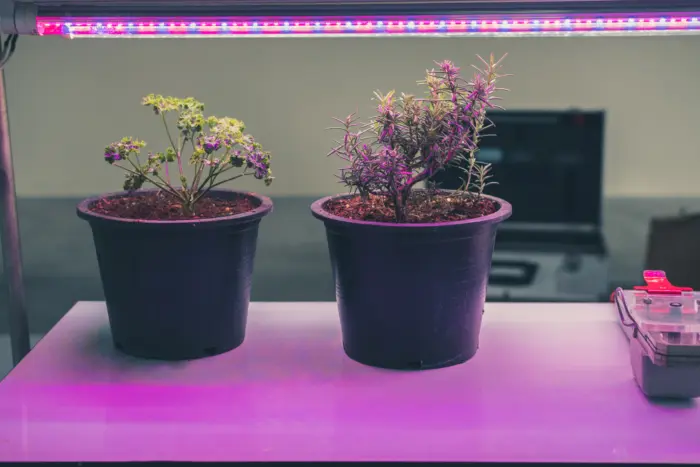 фитолампа над комнатными растениями