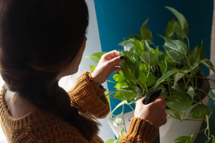 осмотр листьев комнатных растений