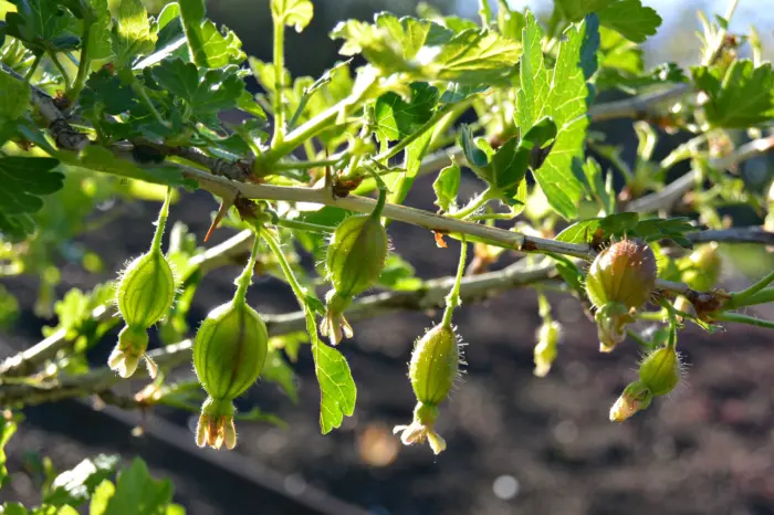крыжовник с завязями ягод после цветения