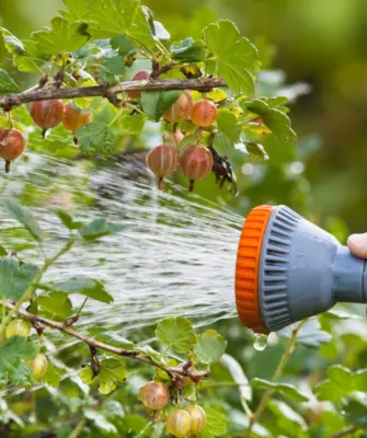 полив крыжовника