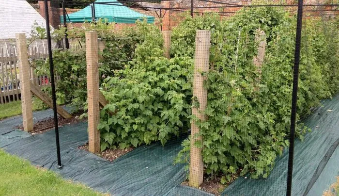 подвязанные побеги малины