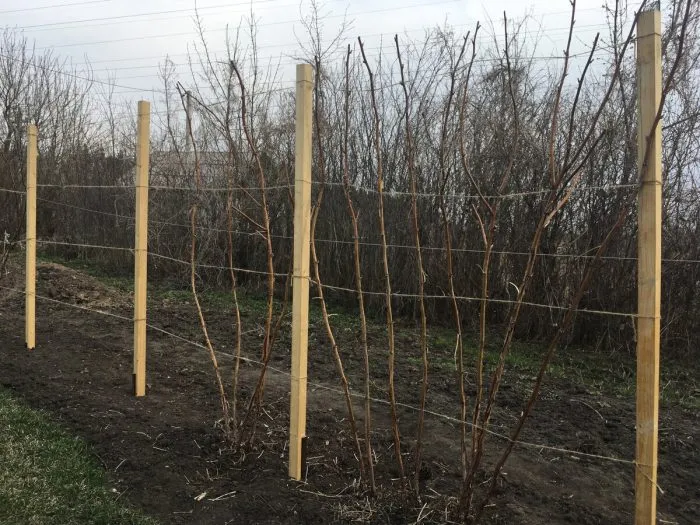 однополосная шпалера для малины