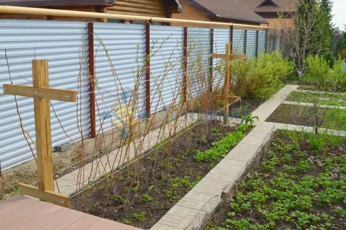 двухполосная шпалера для малины