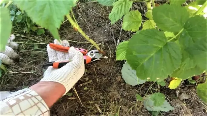 удаление поросли малины секатором