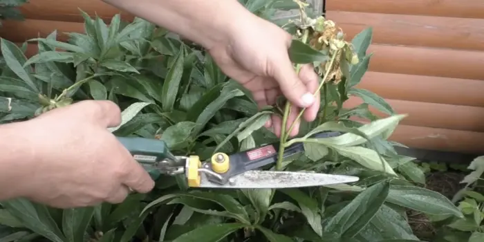 удаление увядших цветков секатором