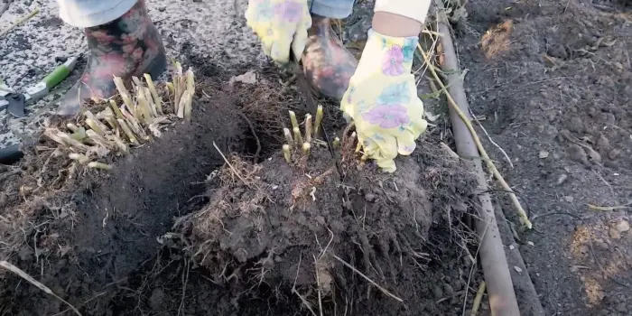 деление куста флокса лопатой